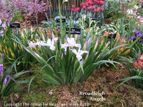 Broadleigh Angela